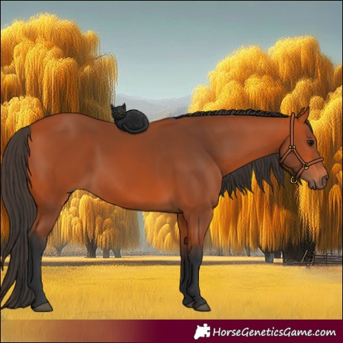 Horse Color:Bay Rabicano 