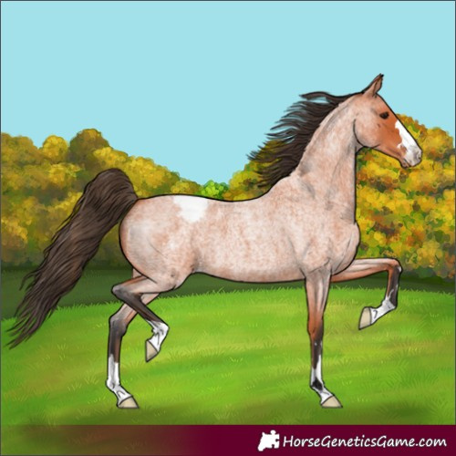Horse Color:Bay Roan Appaloosa