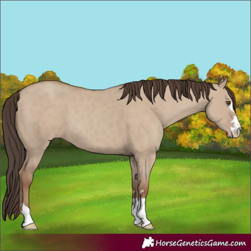 Horse Color:Classic Champagne Dun