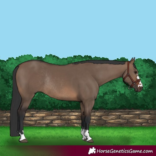 Horse Color:Brown Dun Rabicano 