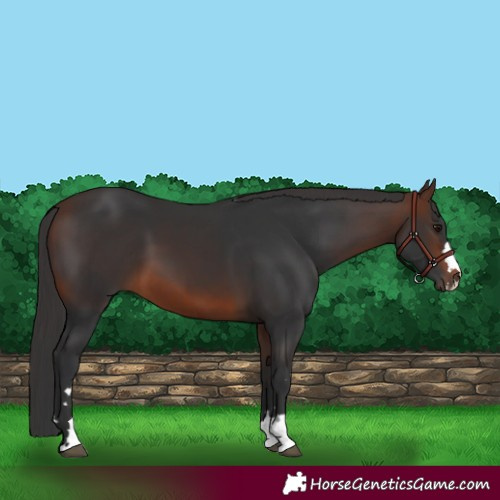 Horse Color:Brown 