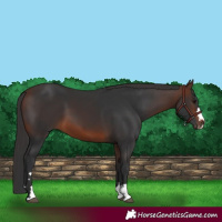Horse Color:Brown 