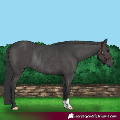 Horse Color:Black Rabicano 