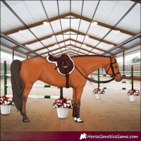 Horse Color:Bay 