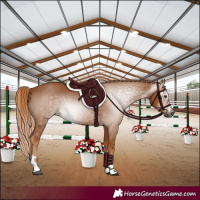 Horse Color:Gray Chestnut 