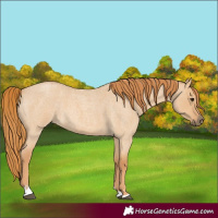 Horse Color:Red Dun Roan