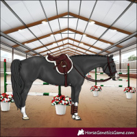 Horse Color:Black 