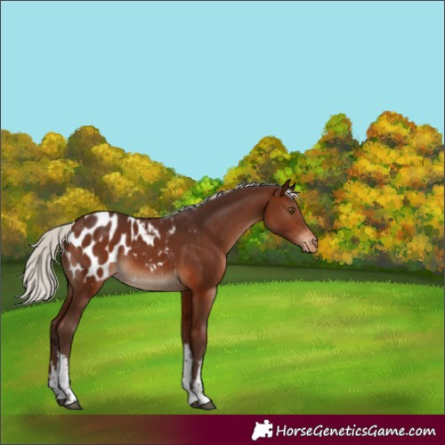 Horse Color:White Spotted Silver Brown Appaloosa 