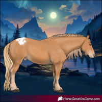 Horse Color:Chestnut Appaloosa 