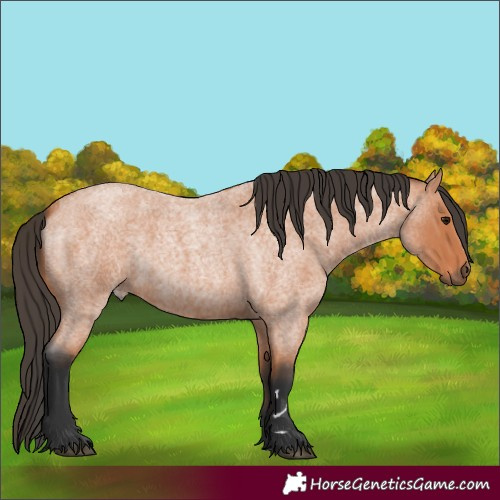 Horse Color:Bay Roan