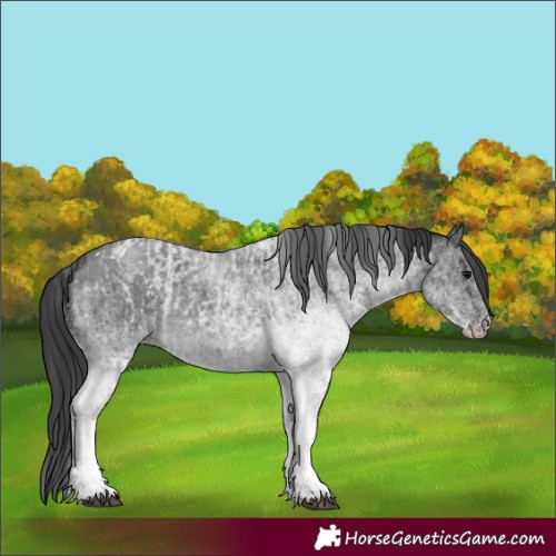 Horse Color:White Spotted Blue Roan Rabicano  and White Spotted Blue Roan Rabicano 