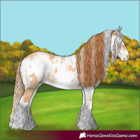 Horse Color:White Spotted Red Dun Rabicano  and White Spotted Red Dun Splash Rabicano 
