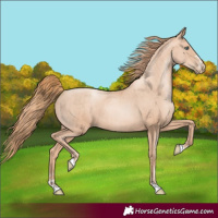 Horse Color:Gold Champagne Pearl Rabicano and Gold Champagne Pearl Rabicano