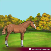 Horse Color:Chestnut Splash 