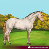 Horse Color:Red Roan