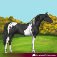 Horse Color:Black Tobiano 
