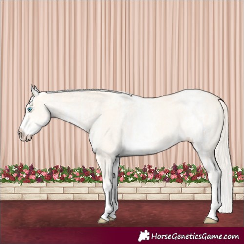 Horse Color:White Spotted Cremello Dun Rabicano  and White Spotted Cremello Dun Splash Rabicano 