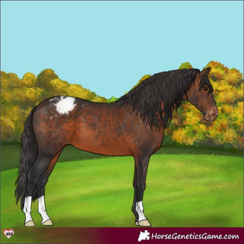 Horse Color:Brown Appaloosa 