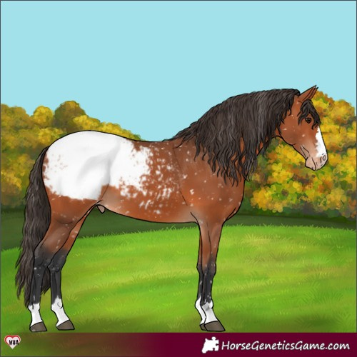 Horse Color:Bay Snowcap 