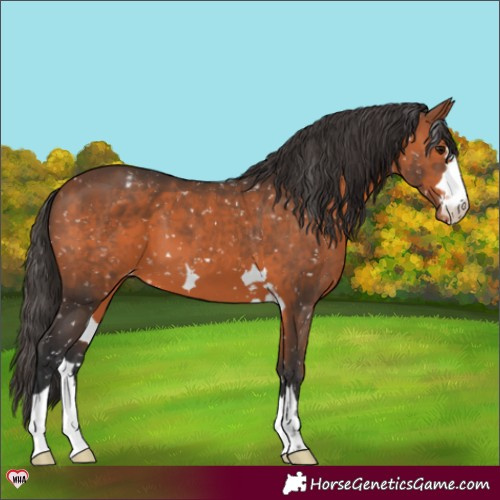 Horse Color:Bay Appaloosa 
