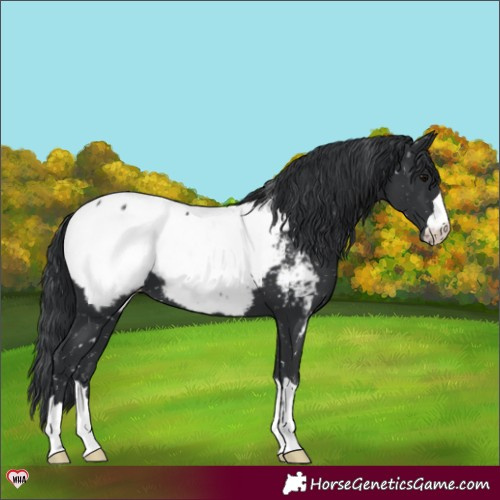 Horse Color:Black Appaloosa 