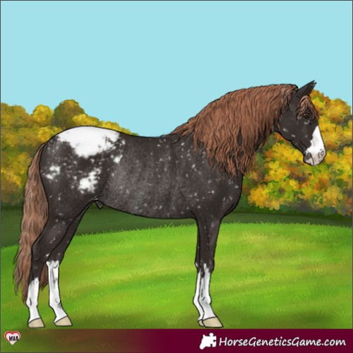 Horse Color:Liver Chestnut Snowcap Rabicano 