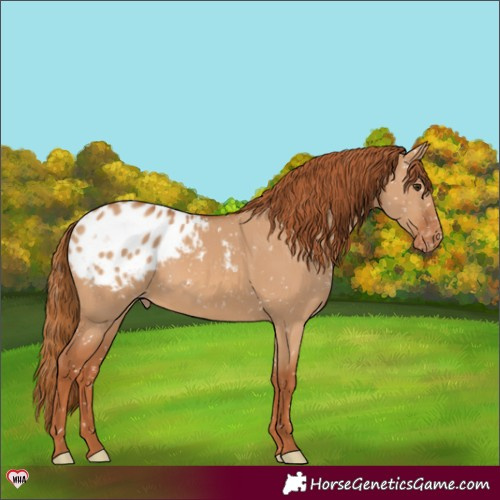 Horse Color:Red Dun Appaloosa 