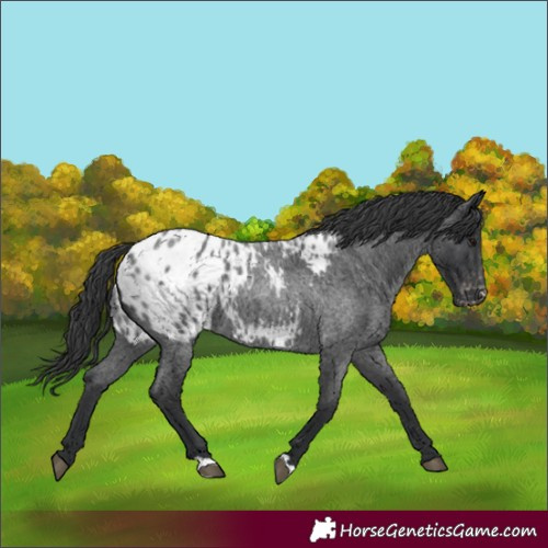 Horse Color:Blue Roan Appaloosa