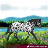Horse Color:Black Appaloosa