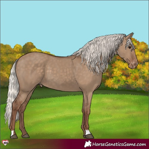 Horse Color:Silver Grullo Appaloosa 