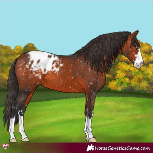 Horse Color:Bay Appaloosa 