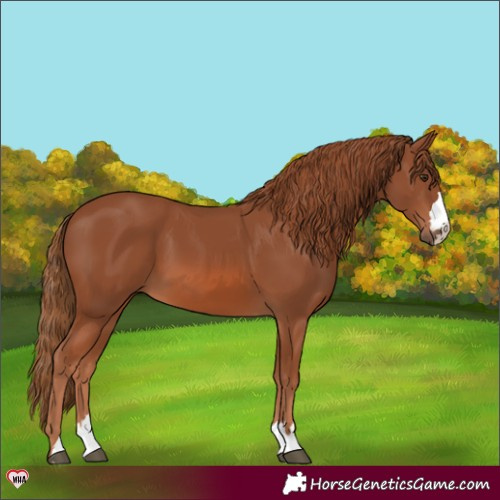 Horse Color:Chestnut 