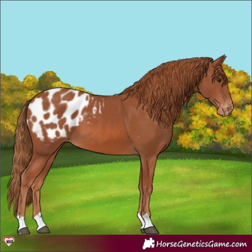 Horse Color:Chestnut Appaloosa 