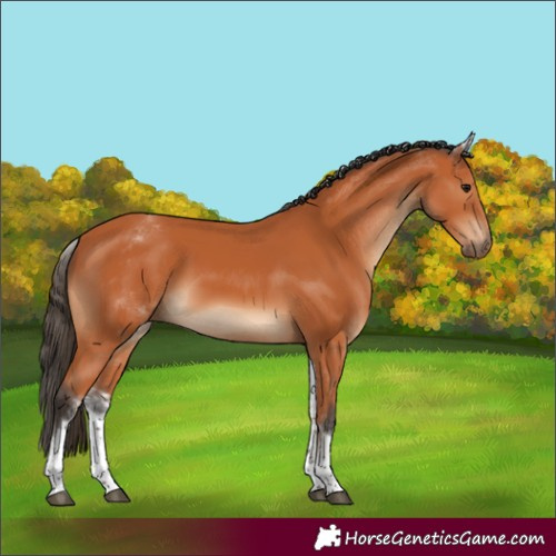 Horse Color:White Spotted Bay 
