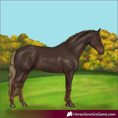Horse Color:Liver Chestnut 