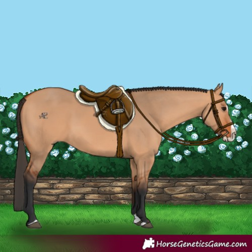 Horse Color:Bay Dun Splash 