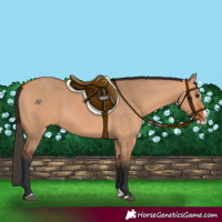 Horse Color:Bay Dun Splash
