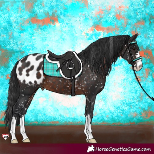 Horse Color:Brown Appaloosa 