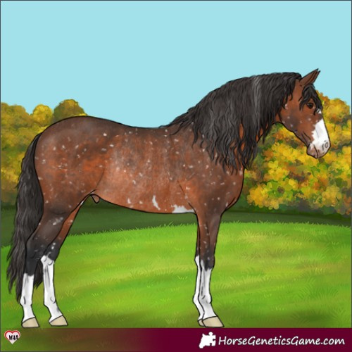 Horse Color:Brown Snowflake Varnish Rabicano 