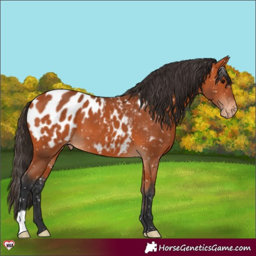 Horse Color:Bay Near Leopard 