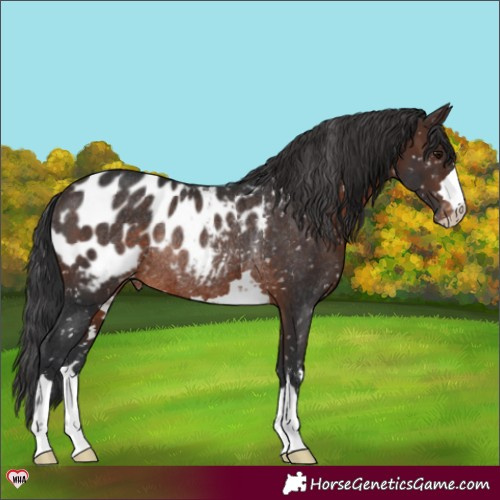 Horse Color:Brown Blanket Rabicano 