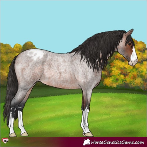 Horse Color:Brown Roan Appaloosa 
