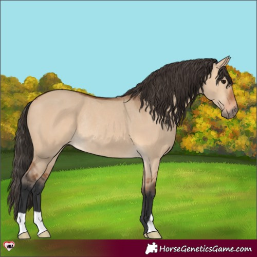 Horse Color:Bay Dun Rabicano 