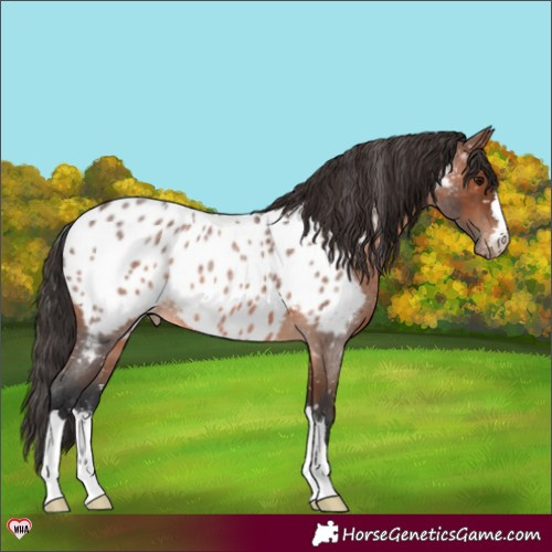 Horse Color:Brown Roan Appaloosa 
