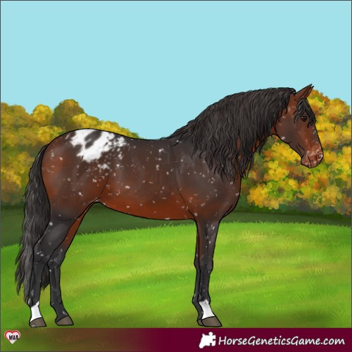 Horse Color:Bay Appaloosa 