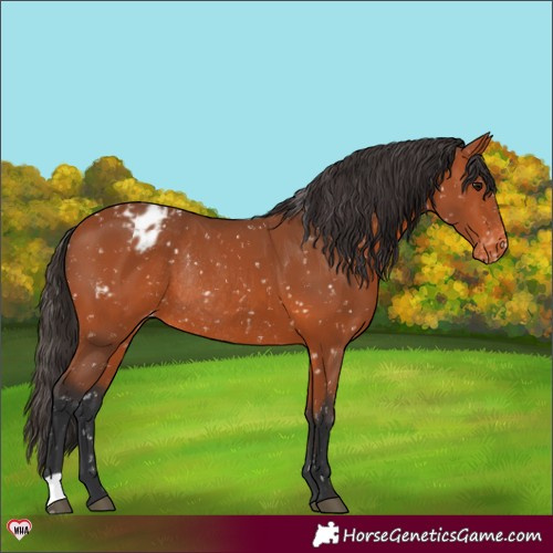 Horse Color:Bay Appaloosa Rabicano 