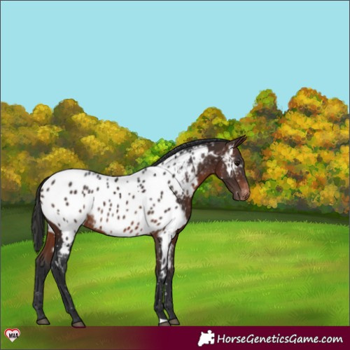 Horse Color:Brown Appaloosa Rabicano 