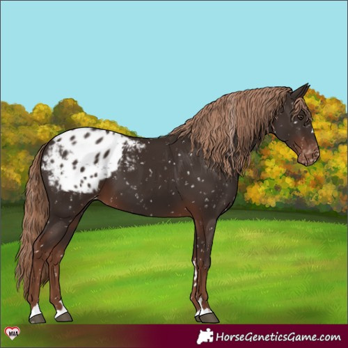 Horse Color:Liver Chestnut Appaloosa 