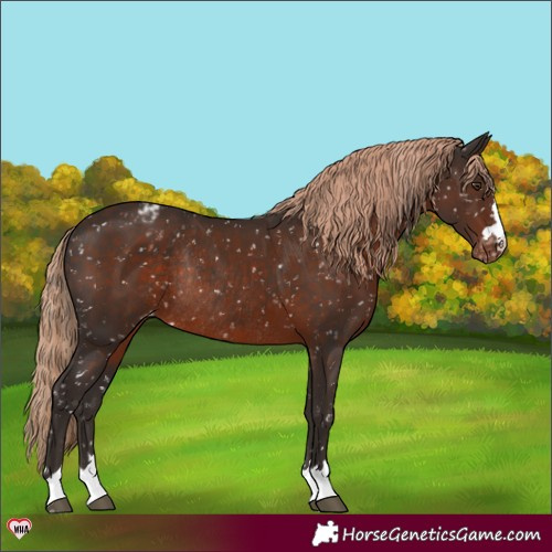 Horse Color:Liver Chestnut Appaloosa Rabicano 