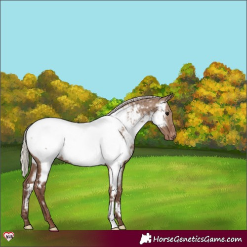 Horse Color:Silver Grullo Near Fewspot Rabicano 
